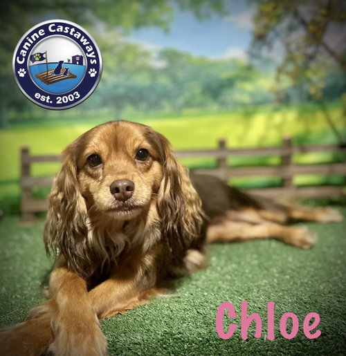 Chloe, an adoptable Spaniel in Arcadia, FL