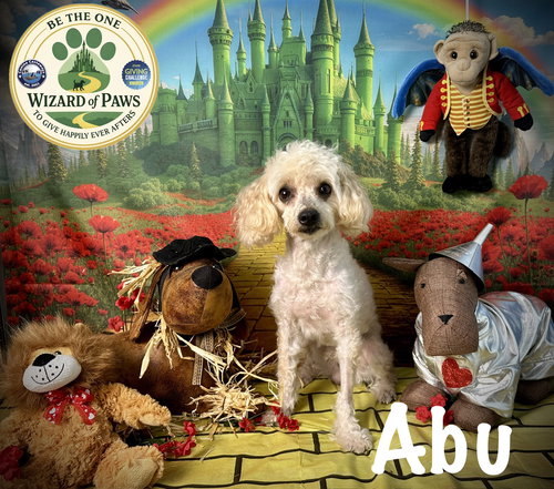 Abu, an adoptable Poodle in Arcadia, FL