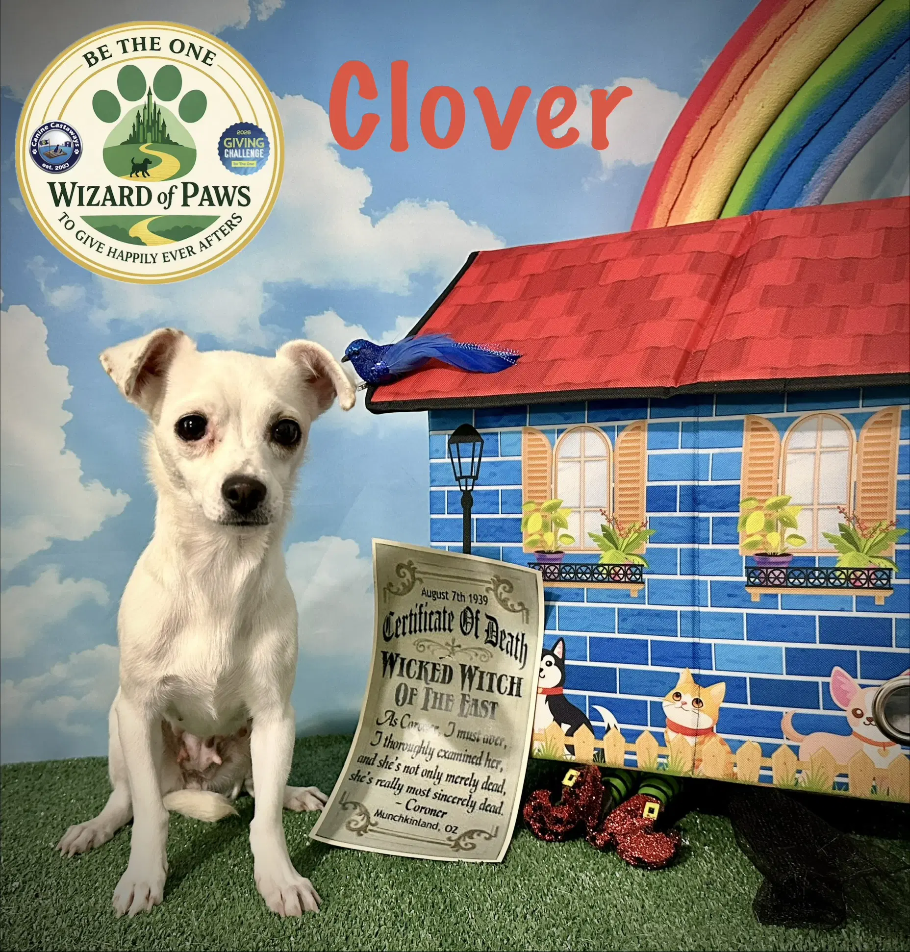 Clover - Chihuahua