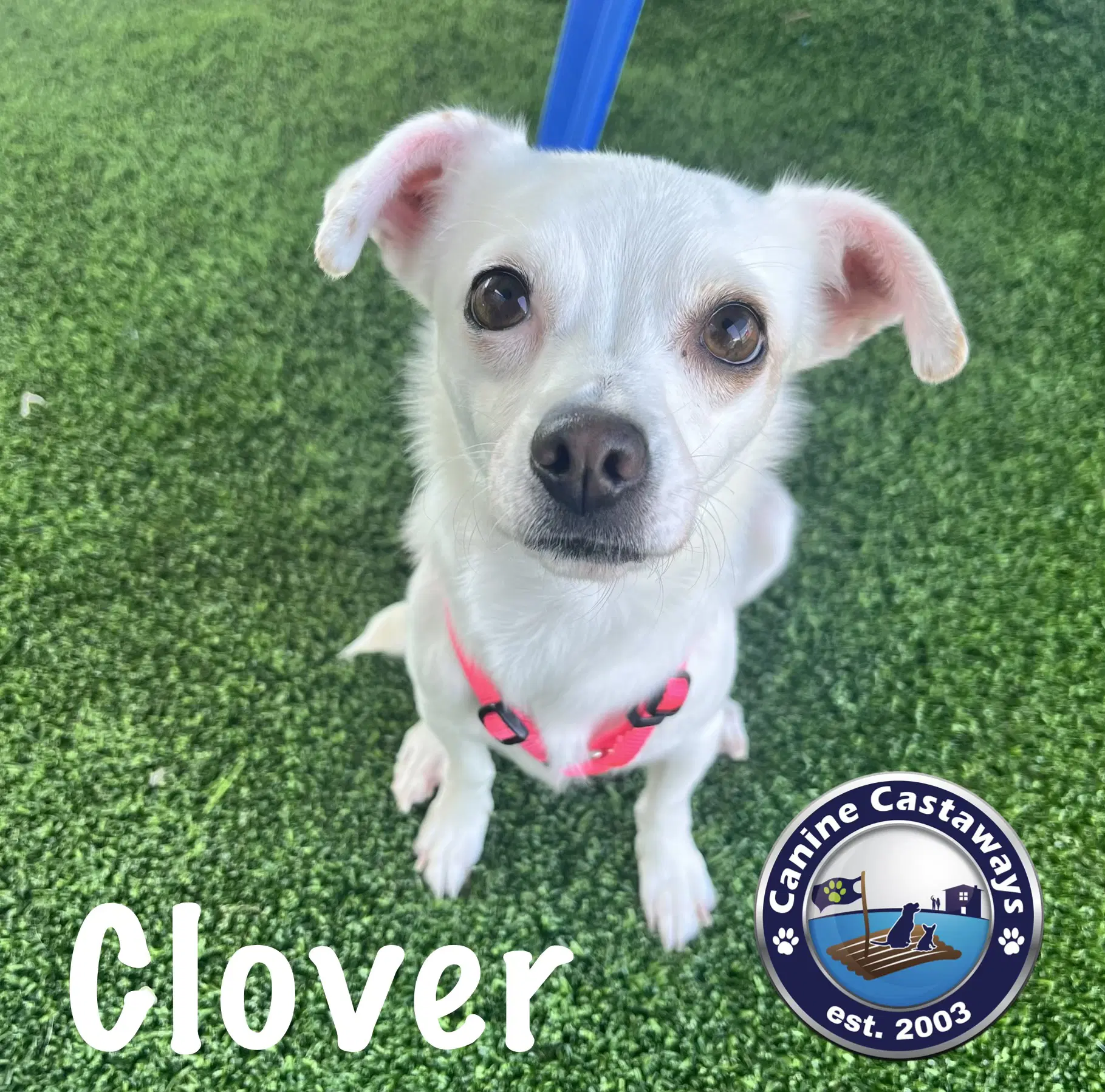 Clover image 2