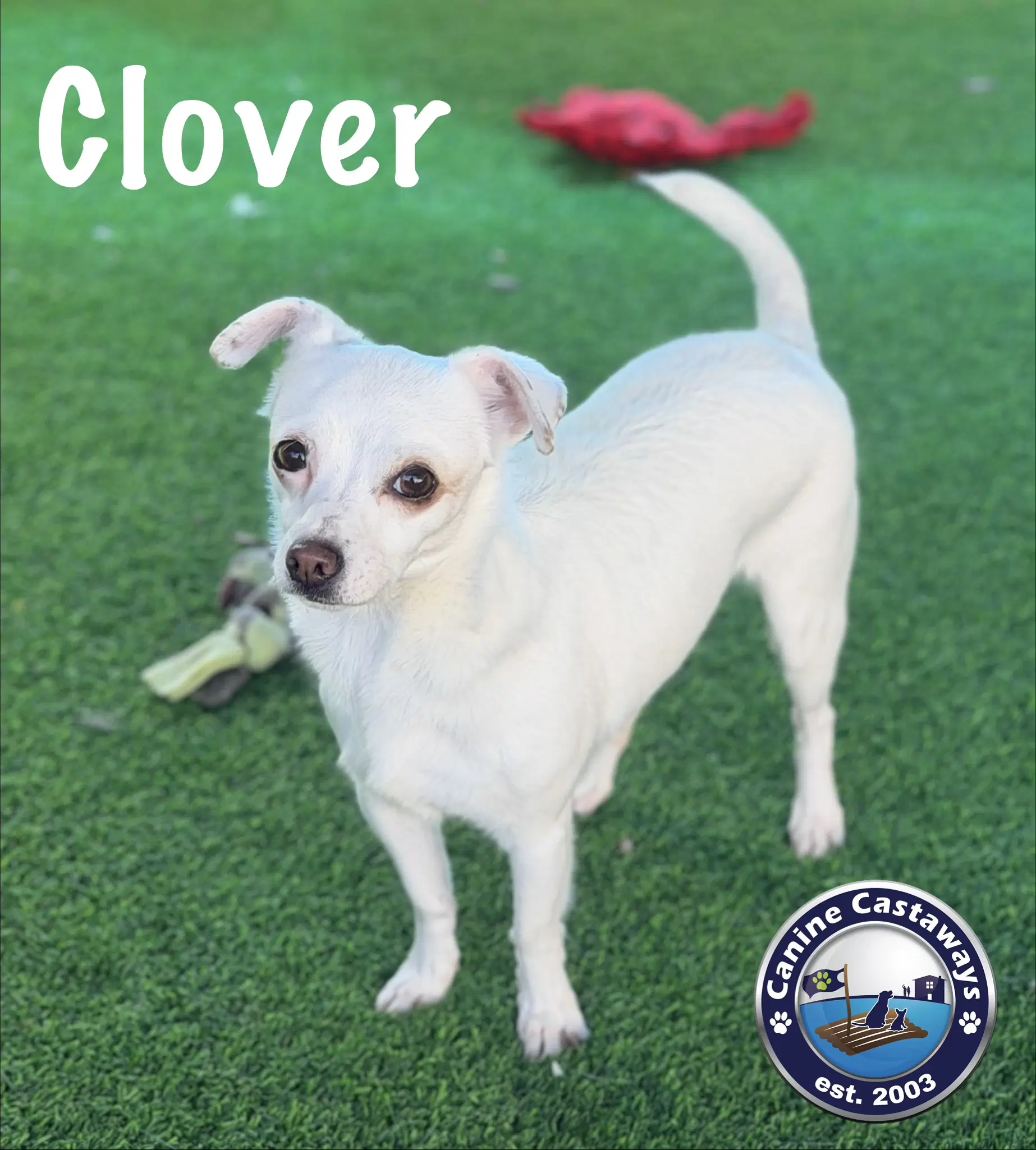 Clover image 1