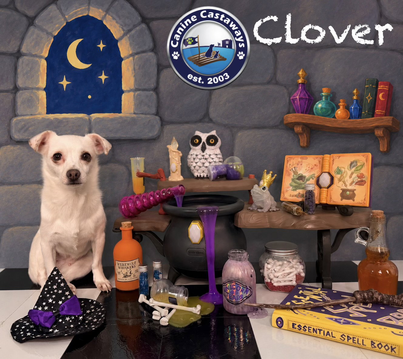 Clover, photo 2