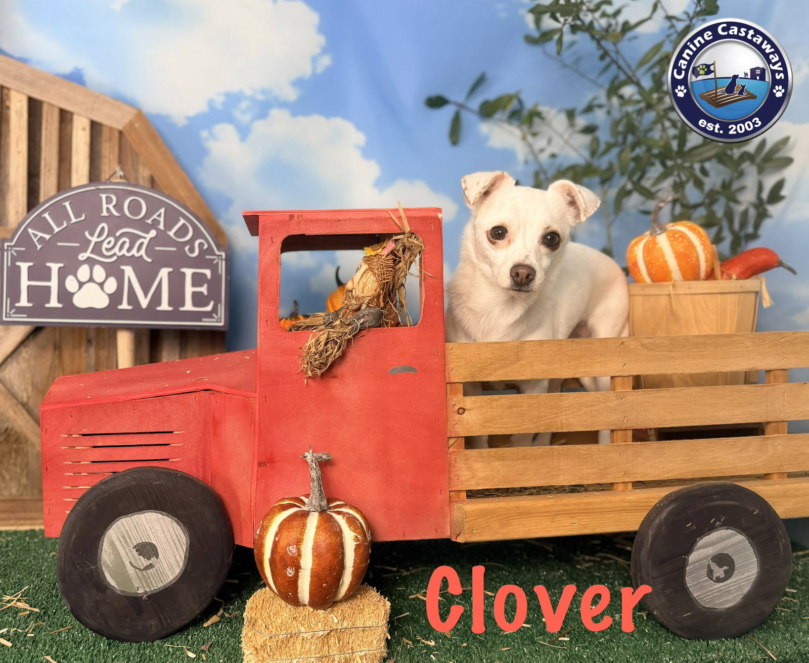 Clover, photo 4