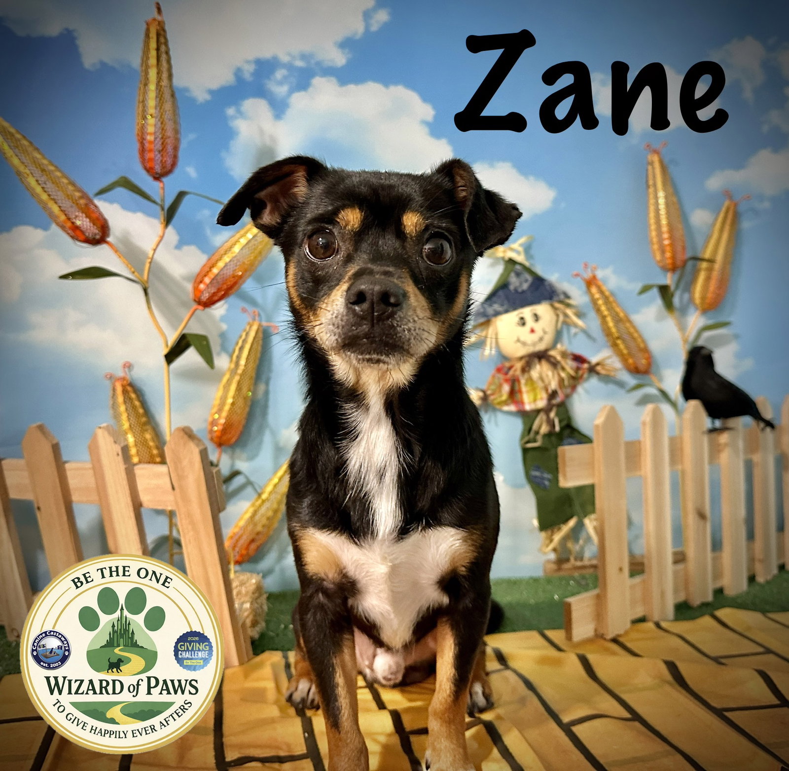 Zane