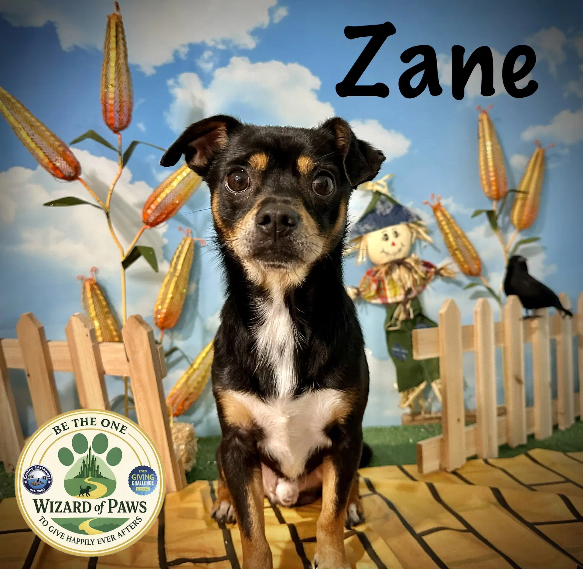 Zane - Chihuahua