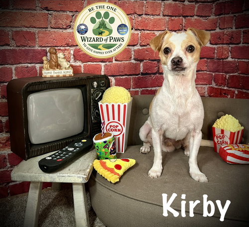 Kirby, an adoptable Chihuahua in Arcadia, FL