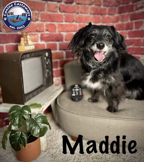 Maddie, an adoptable Dachshund in Arcadia, FL