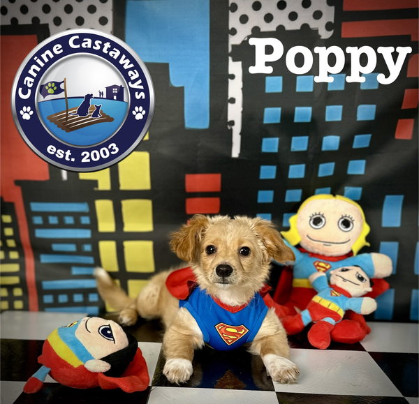 Poppy
