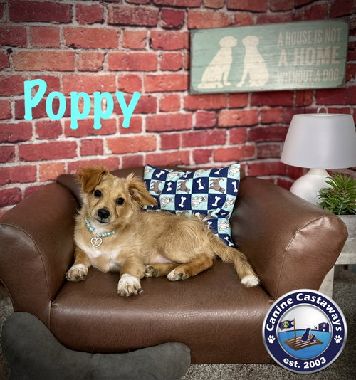 Poppy, an adoptable Tibetan Spaniel in Arcadia, FL