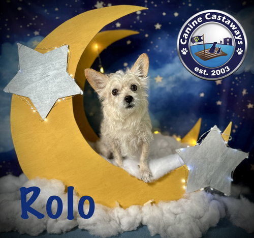 Rolo, an adoptable Yorkshire Terrier Yorkie in Arcadia, FL