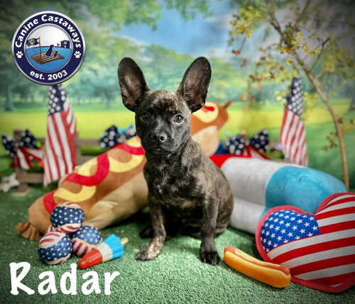 Radar, an adoptable French Bulldog in Arcadia, FL