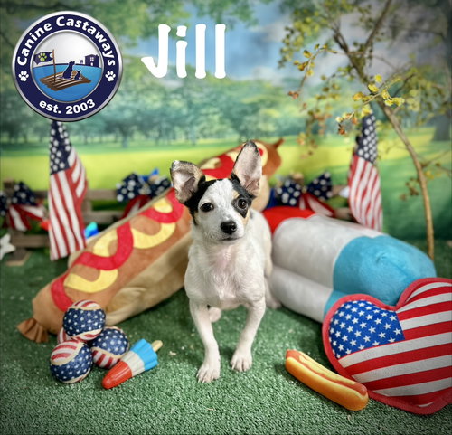 Jill photo 2