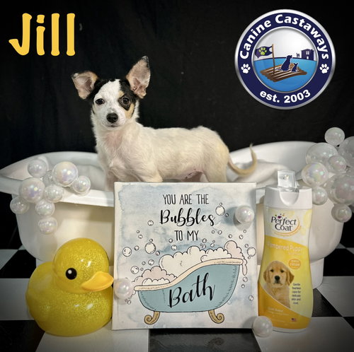 Jill photo 3