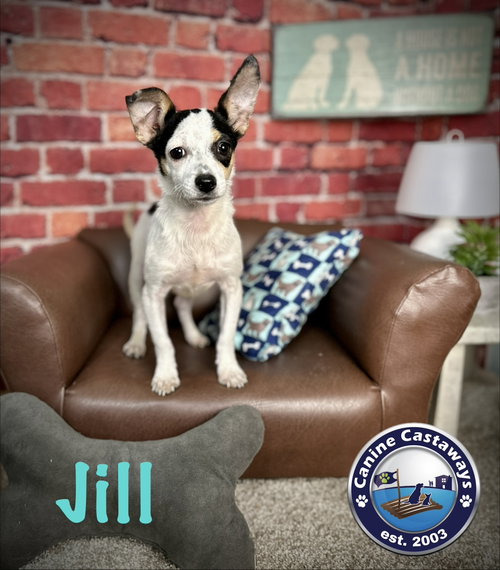 Jill, an adoptable Chihuahua in Arcadia, FL