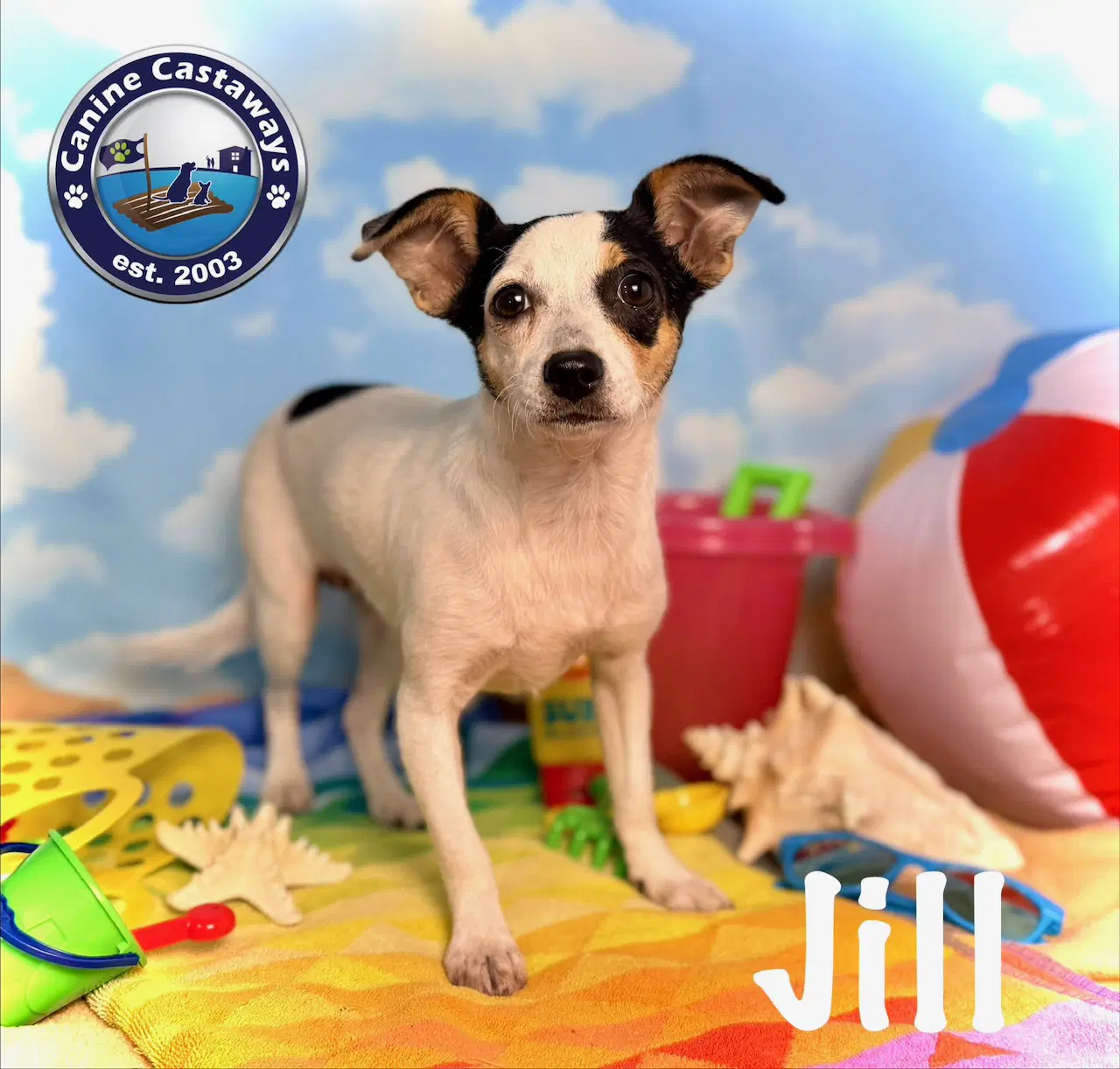 Jill image 2