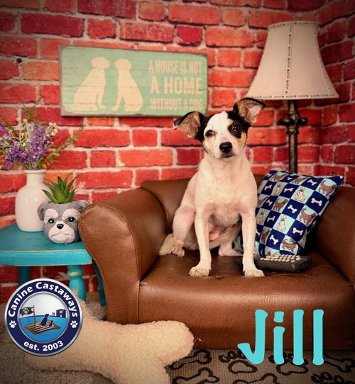 Photo 3 of Jill