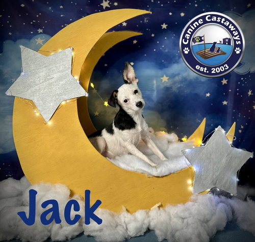 Jack photo 2