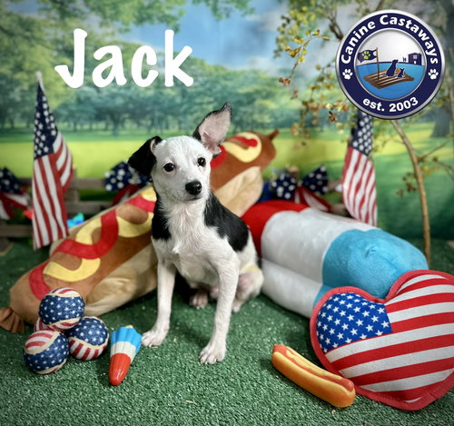 Jack photo 3