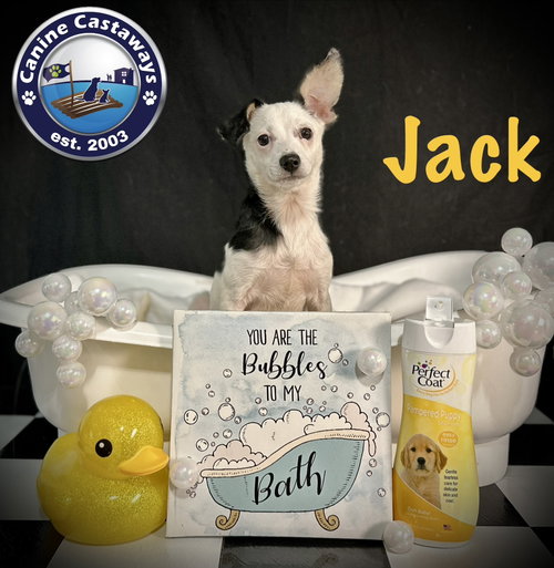 Jack, an adoptable Chihuahua in Arcadia, FL