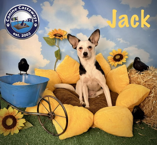 Photo 2 of Jack
