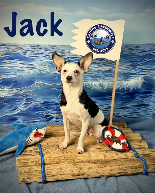 Photo 3 of Jack