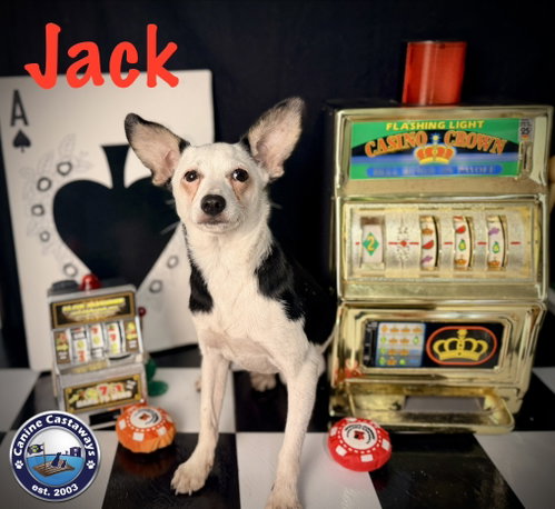Photo 4 of Jack