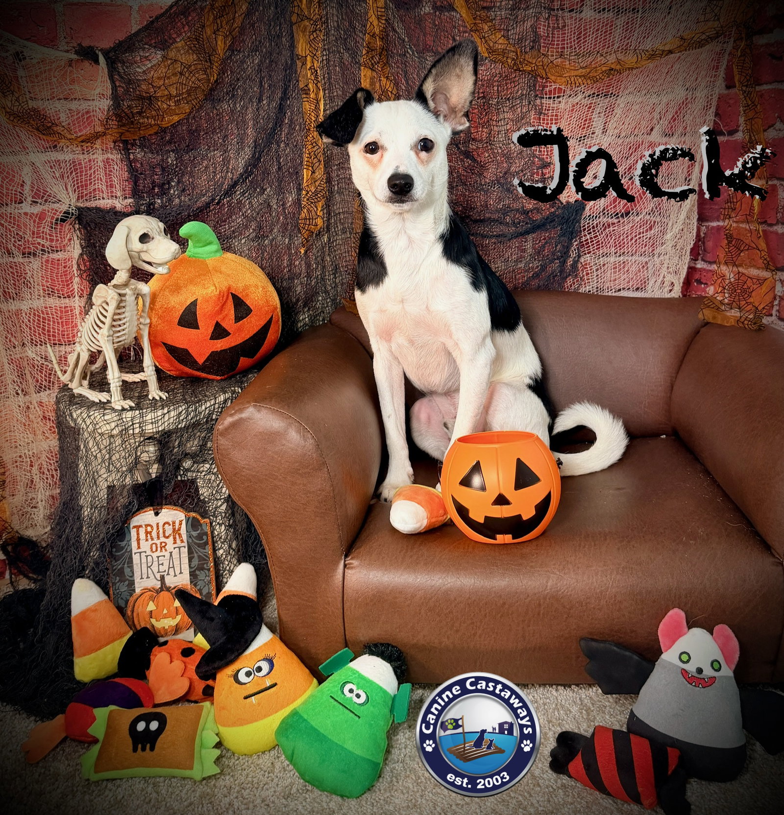 Jack, photo 3