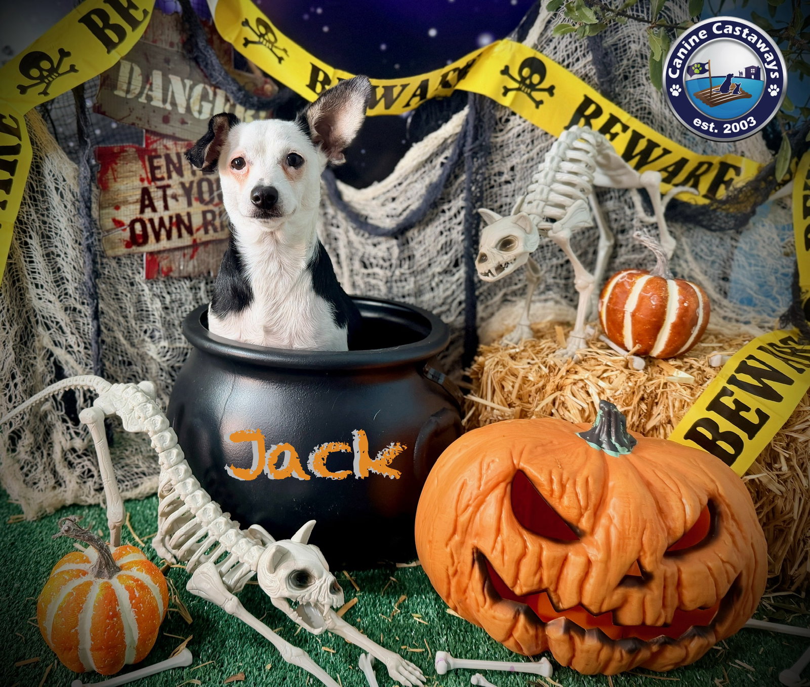 Jack, photo 4