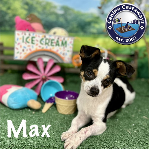 Max, an adoptable Chihuahua in Arcadia, FL