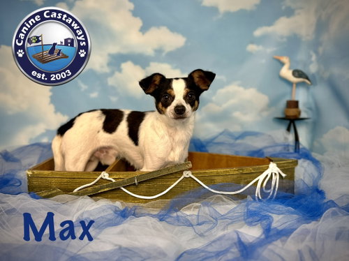 Max photo 5