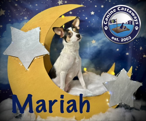Mariah, an adoptable Rat Terrier in Arcadia, FL
