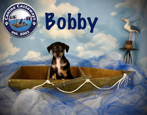 Bobby photo 3