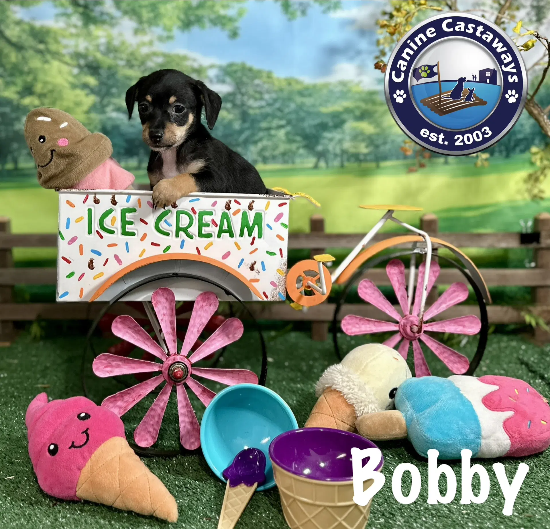Bobby image 4