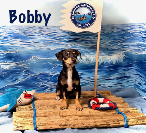 Photo 3 of Bobby