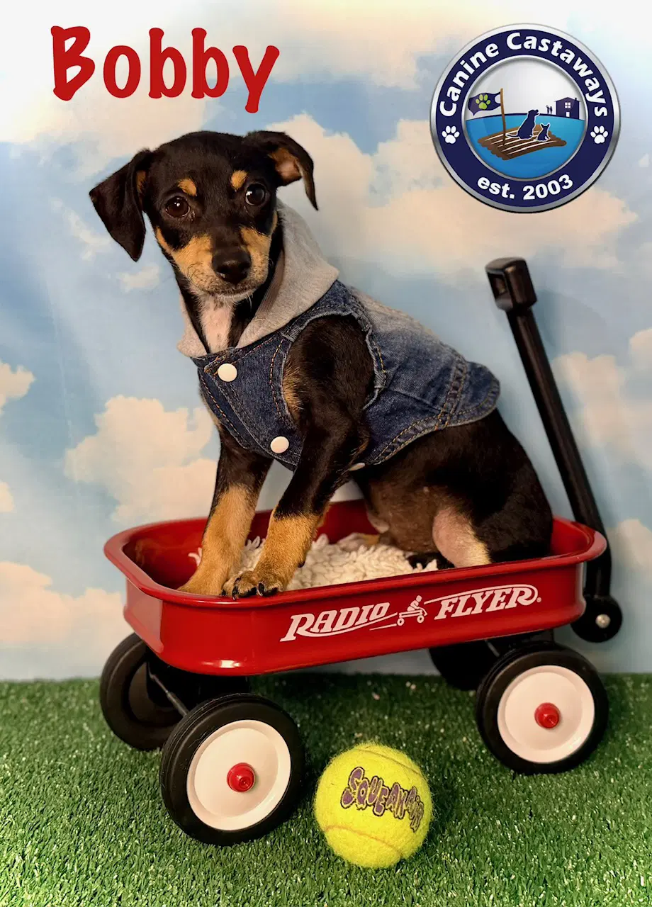 Bobby - Rat Terrier
