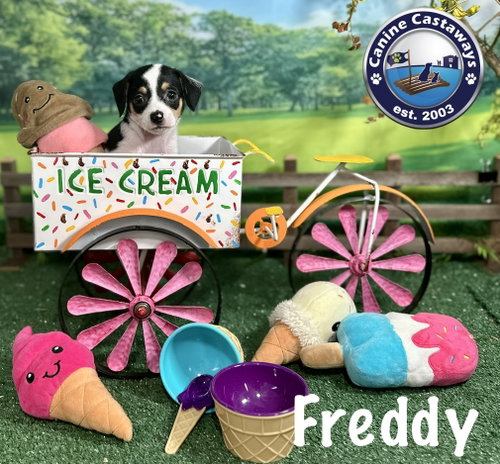 Freddy, an adoptable Rat Terrier in Arcadia, FL