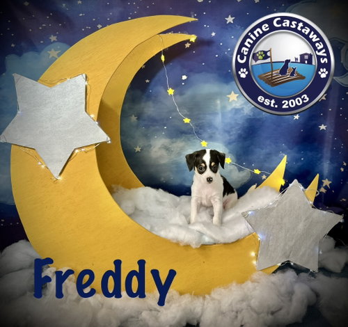 Freddy photo 2