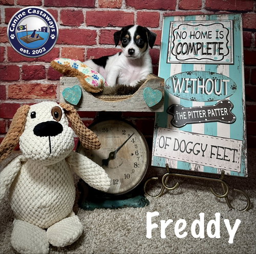 Freddy photo 3