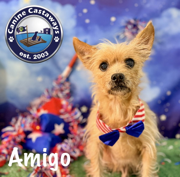 Amigo
