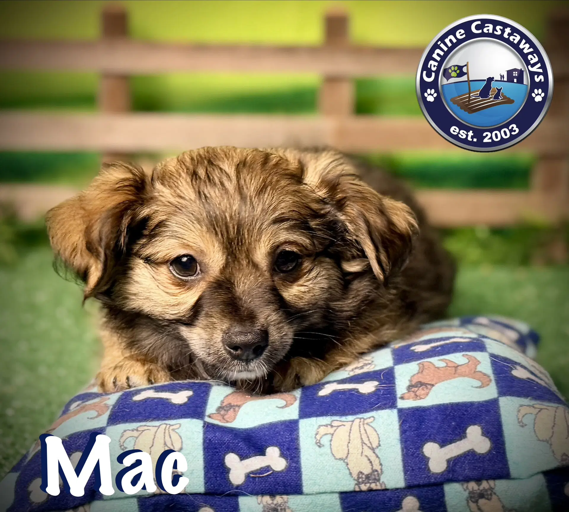 Mac - Chihuahua