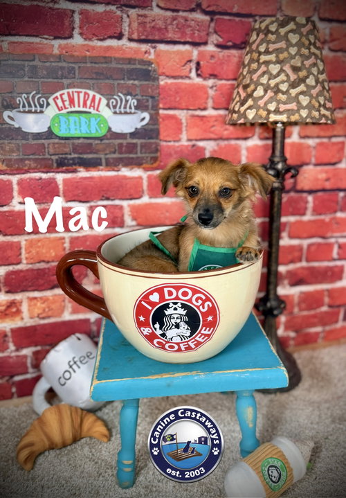 Mac, a dog for adoption from Canine Castaways, Inc.