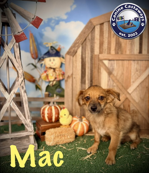 Photo 2 of Mac