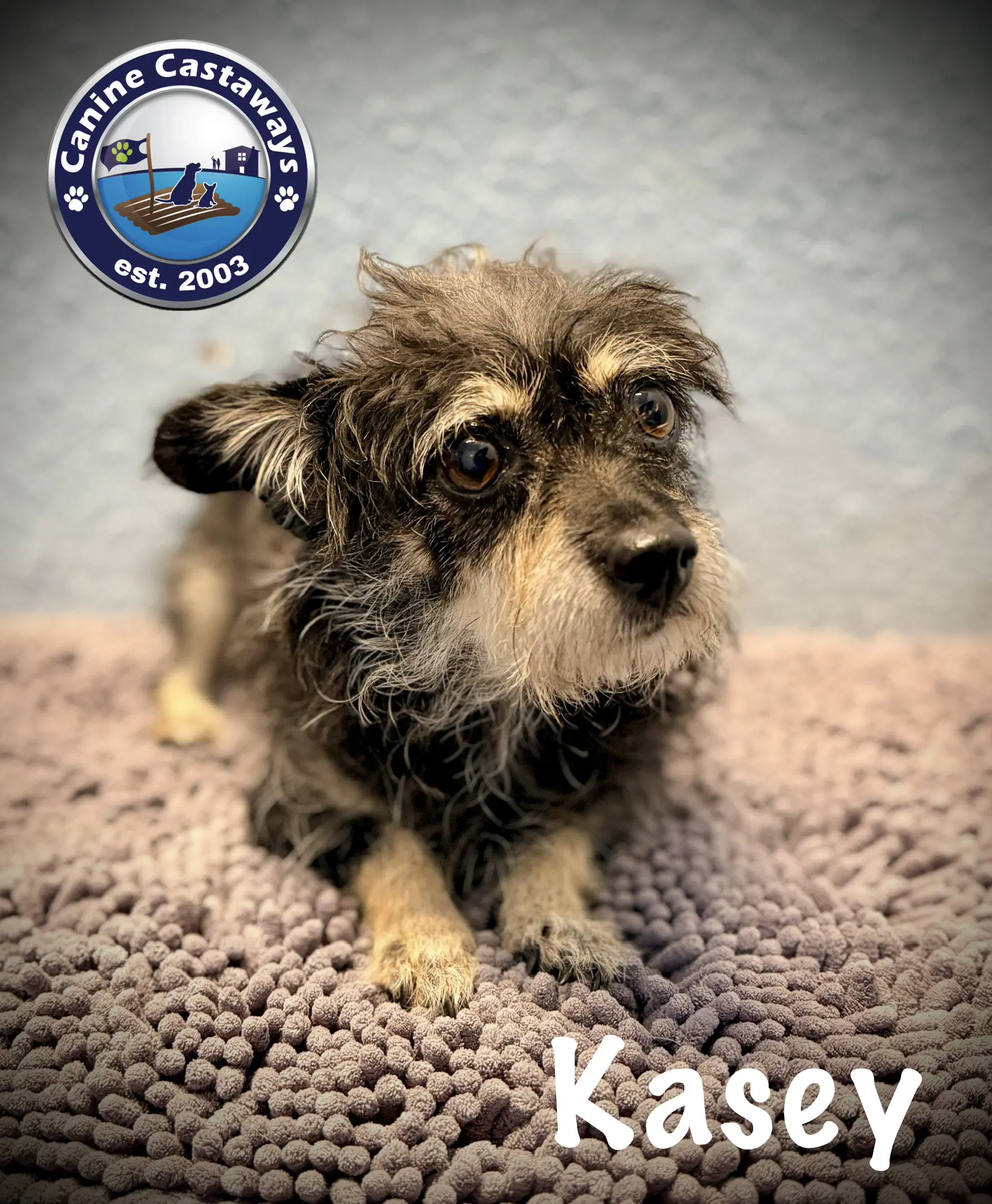 Kasey - Schnauzer