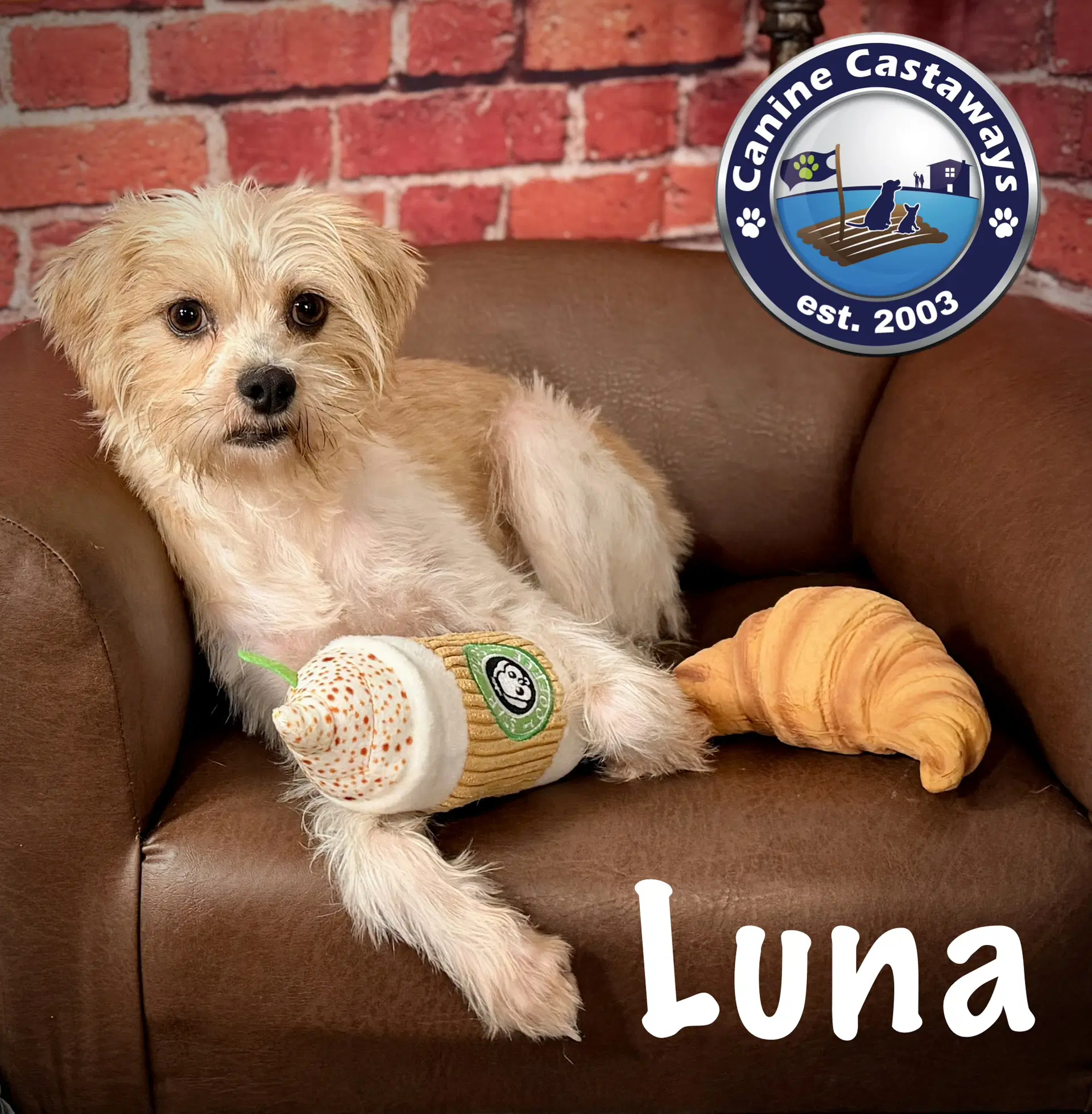 Luna - Terrier