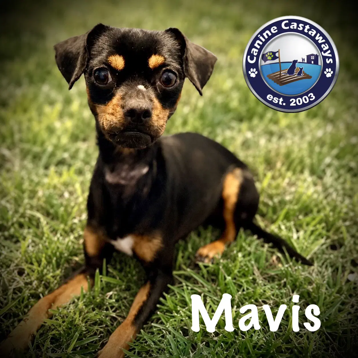 Mavis - Min Pin
