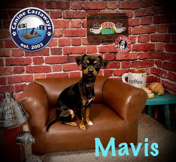 Mavis