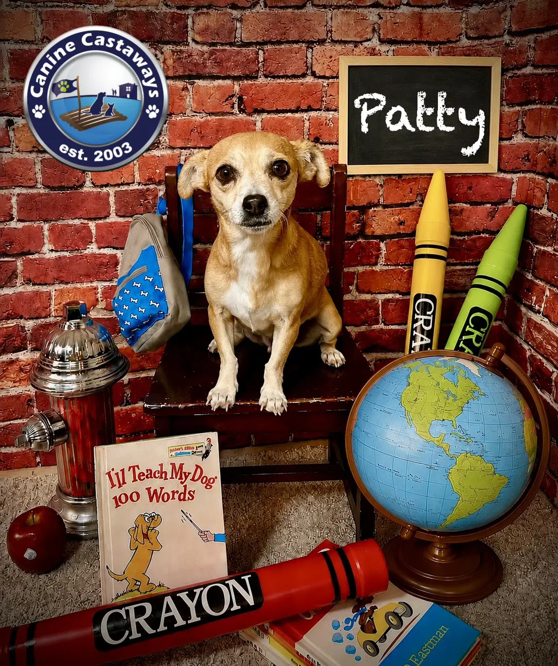 Patty - Chihuahua