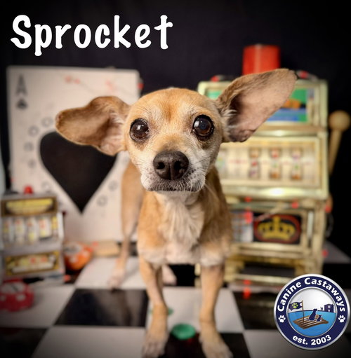 Sprocket, photo 2