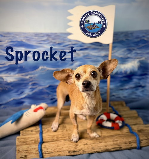 Sprocket, photo 3