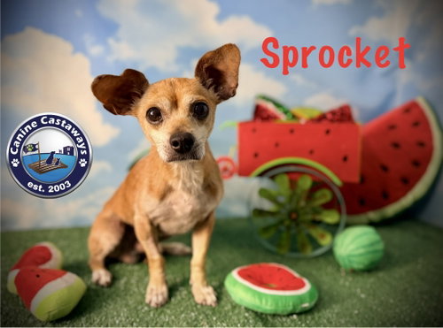 Sprocket, photo 4